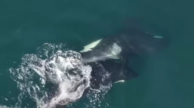 Katil balinaların yosunla masaj davranışı bilim insanlarını şaşırttı