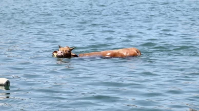 Kurbanlık özgürlüğe kulaç attı: Giresun’da deniz kaçışı!