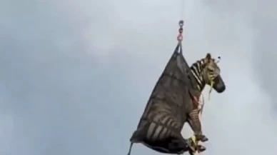 Kayıp zebra ABD'de bulundu