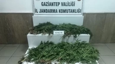 Gaziantep'te 403 kök kenevir ele geçirildi: 14 gözaltı