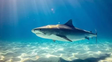 Akdeniz’de köpekbalığı var mı?