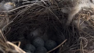 Ekskavatöre yuva yapan kuş için çalışmalar durduruldu