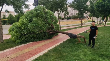 Batman'da rüzgar ağacı yerinden söktü