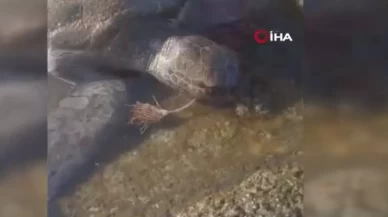 Misina yutan caretta ekiplerin müdahalesiyle hayata döndü