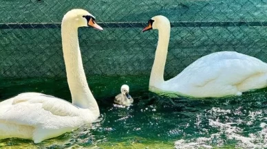 Kuğulu Park'ta 15 yıl sonra doğan beyaz kuğu ziyaretçileri mest etti