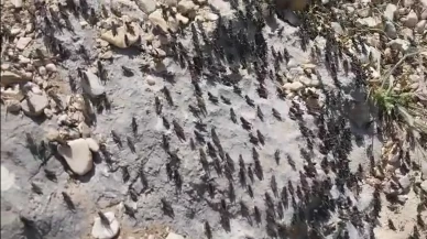 Antalya Gelesandra Yaylası'nda çekirge istilası