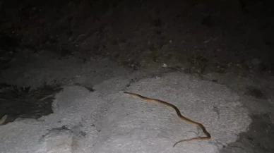 Van'da aracın motoruna giren yılanı DKMP ve itfaiye ekipleri çıkardı