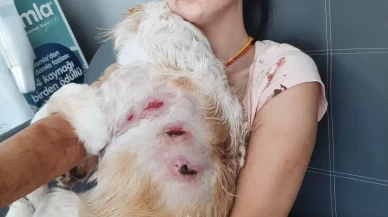 Genç kadın kangalların saldırısına uğradı