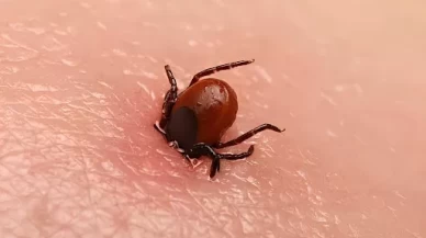 5 çocuk annesi, kene kurbanı oldu