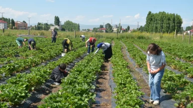 Muş'ta çilek hasadı başladı