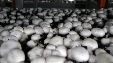 Mantar üretiminde rekor artış!