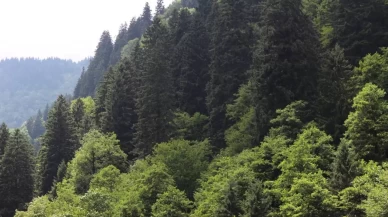 Ormanlık alanlara girişler 31 Ekim'e kadar yasaklandı