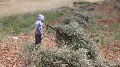 Batı Şeria’da 180 ağaç söküldü