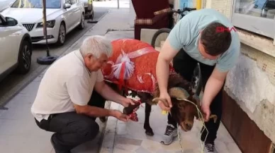 Erzurumlu damattan nişanlısına kurbanlık koç hediyesi