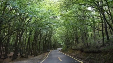 47 ilde ormanlara giriş yasaklandı