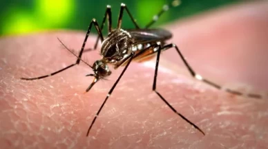 Yeniden ortaya çıktı! Hem rahatsız edici hem ölümcül tehdit...