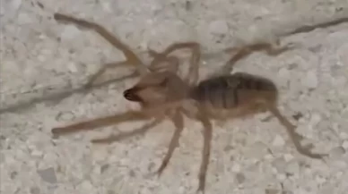 Bir ilde dev örümcek! Zehirli ve etçil olduğu belirtildi
