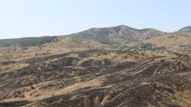 Bingöl’de orman yangını! Ekipler müdahale etti