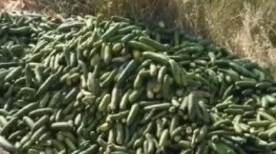 Sosyal medyada yayınlanan görüntülerin ardından bakanlık harekete geçti