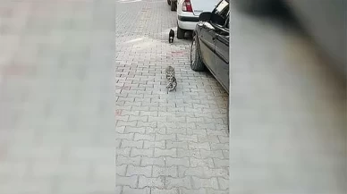 Anne kedi, hasta yavrusunu tedavi için veterinere getirdi