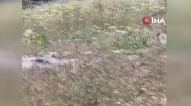 Yılanların dansını çekmek istedi! Az daha canından oluyordu