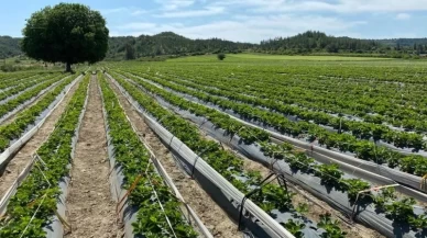 Kırsal kalkınmaya 42 milyon euro hibe!