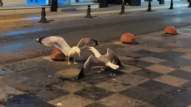 Sosyal medyada "Sinop'un en eğlenceli kavgası" diye paylaşıldı