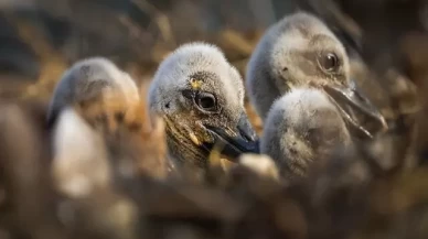 Yaren leyleğin yavruları halkalandı