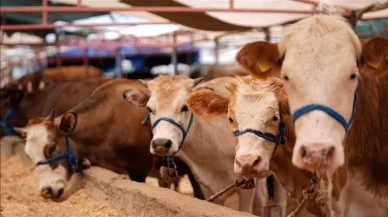 Üreticiye bayram güvencesi: Kurbanlıkları ESK satın alacak! Bakan Yumaklı yeni uygulamayı duyurdu