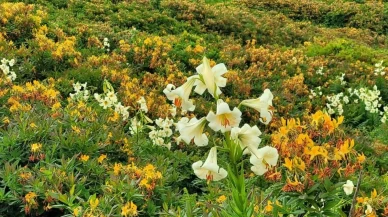 Bu çiçeğin her bir kökünü koparmanın cezası 245 bin TL