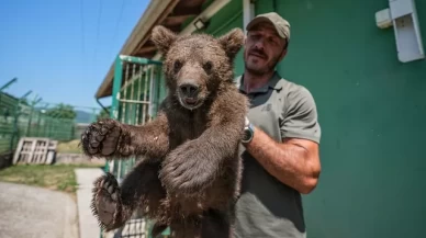 Ayı barınağının minik sakinleri