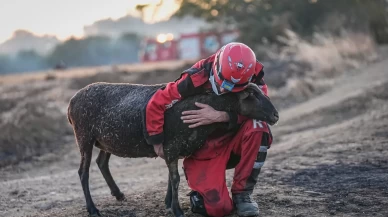 Alevlerin arasında kalan koyunu ekipler kurtardı