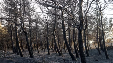 Tekirdağ'daki orman yangını kısmen kontrol altında