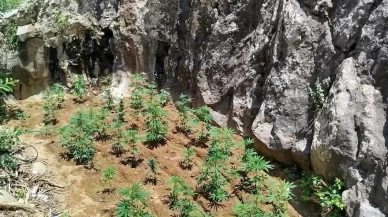 843 kök hint keneviri ele geçirildi