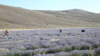 Kadınlara emanet "mor tarla"