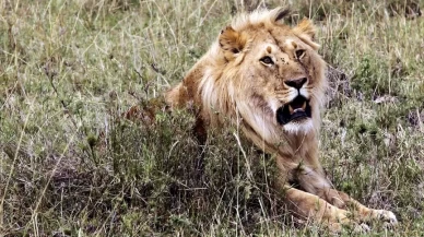 Aslan, arkadaşını öldürdü