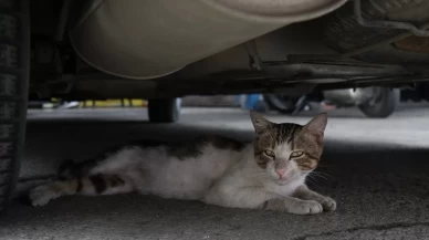 Sanayi sitesinin maskotu "psikopat" kedi