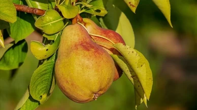 Armutu kabuğunu soymadan tüketin! İşte bilmeniz gerekenler