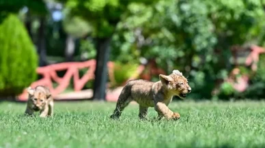 Erdoğan'ın aslanlarına isim aranıyor!