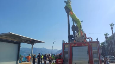 Deniz paraşütü palmiyeye takıldı