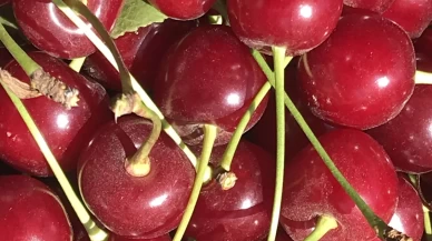 Meyve suyu ve reçel fabrikaları vişnede beklenen kaliteli ürün gelmeyince fiyatı düşürdü