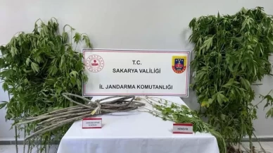 Jandarmadan uyuşturucu operasyonu: 1 tutuklama