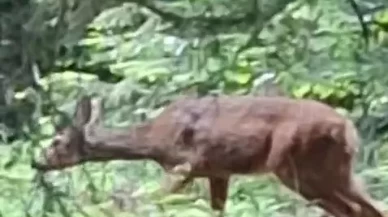 Orman işçisi, kendisine yaklaşan karacayı cep telefonu kamerasıyla görüntüledi