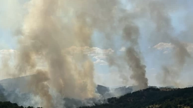 Uşak’ta orman yangını