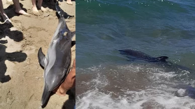 Kıyıya vuran yunus elbirliğiyle denize salındı