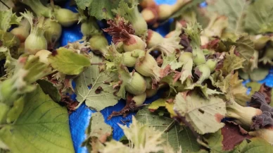 Giresun'da fındık hasatının tarihi belli oldu