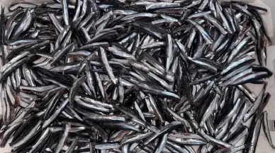 Hamsi dünya turunda!