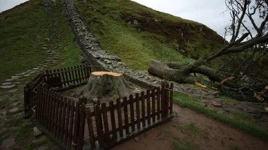İngiltere’nin ikonik 'Sycamore Gap' ağacını kesen 2 kişiye hapis cezası