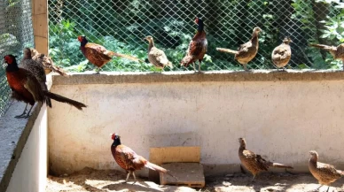 3 yılda 20 bin sülün doğaya salındı