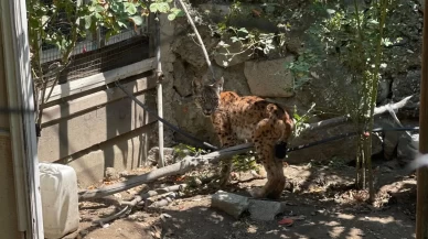 Evin bahçesine giren vaşak paniğe yol açtı